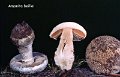 Amanita boudieri var.beillei-amf197-1